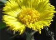 What is Coltsfoot, And Does it Help Respiratory Ailments?