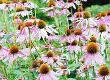 Can Echinacea Improve my Respiratory Problems?