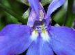 Lobelia Essence to Calm and Support the Respiratory Tract