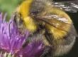 Can Bee Products Alleviate Arthritis Symptoms?