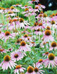 Echinacea Health Supplements Respiratory