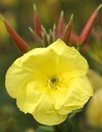 Evening Primrose Oil Skin Health Health