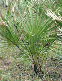 Saw Palmetto Supplement Prostate