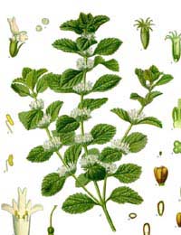 White Horehound Horehound Mucous