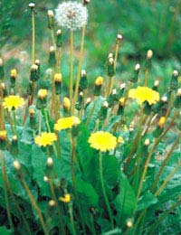 Why Is Dandelion A Natural Diuretic?