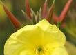 How Can Evening Primrose Oil Help My Moods?