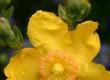 What is St John's Wort?