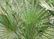 Saw Palmetto to Relieve Prostate Problems