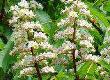 Horse Chestnut for Chronic Venous Insufficiency