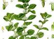 White Horehound to Get Rid of Mucous