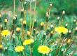 Why is Dandelion a Natural Diuretic?
