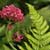 Is Valerian Safe to Take?