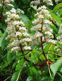 Horse Chestnut Horse Chestnut Venous