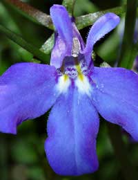 Lobelia Nicotine Smoking Respiratory